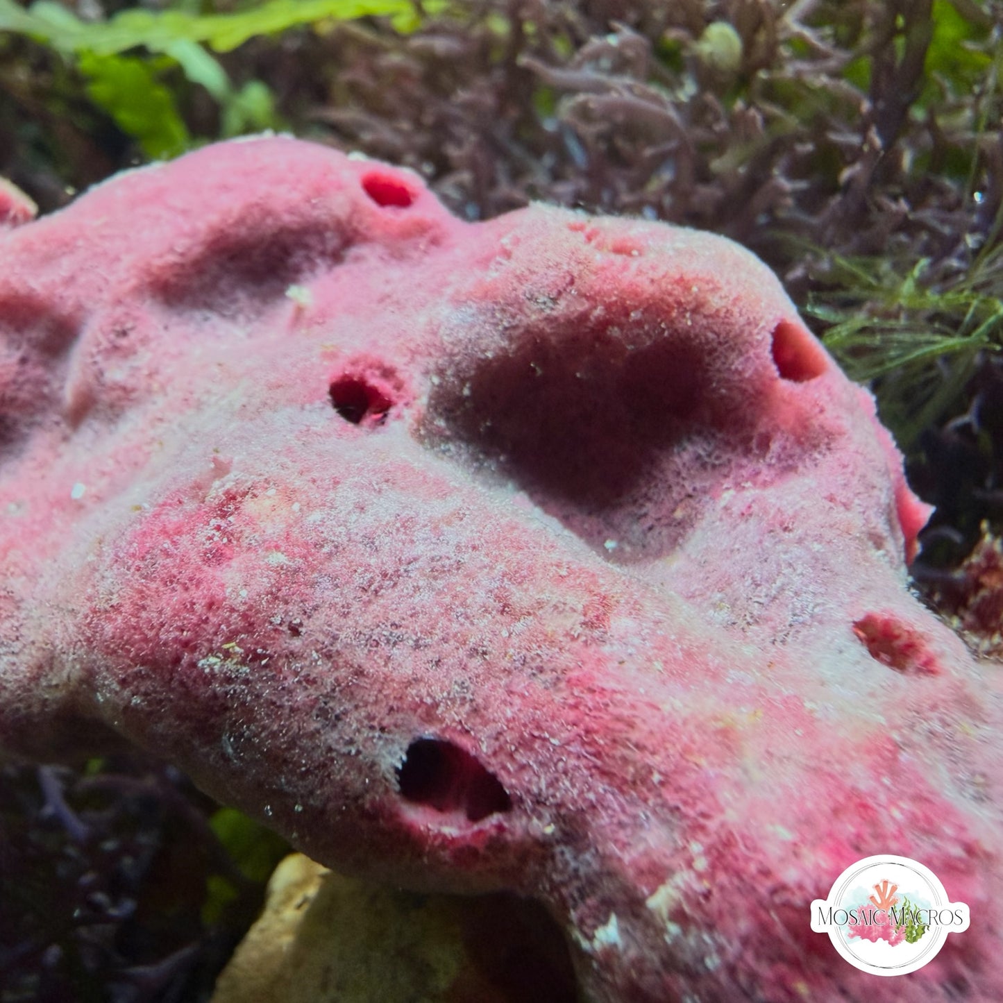 Strawberry Sponge | Haliclona sp.