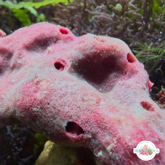Strawberry Sponge | Haliclona sp.