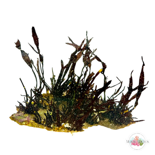 WYSWYG Purple Flames (Naturally Attached to Rock)