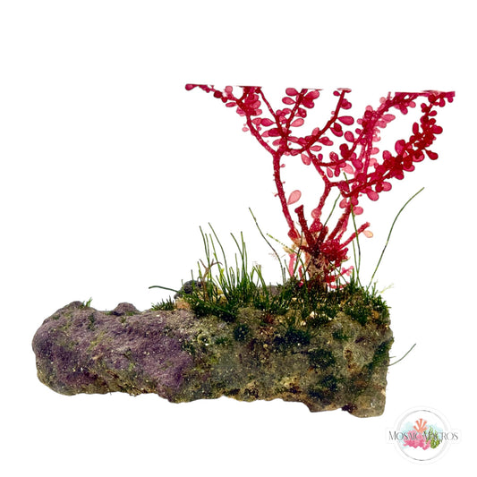 WYSWYG Red Grape & Seagrass Chaeto (Naturally Attached to Rock)