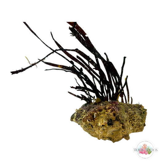 WYSWYG Rusty Ribbon (Naturally Attached to Rock)