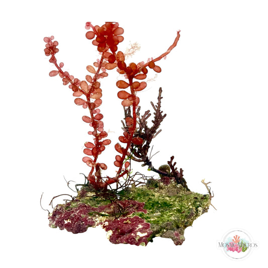 WYSWYG Red Grape & Purple Laurencia (Naturally Attached to Rock)