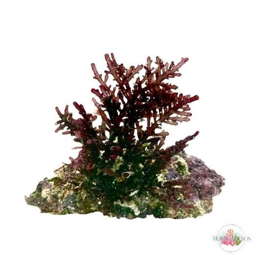 WYSWYG Purple Laurencia (Naturally Attached to Rock)
