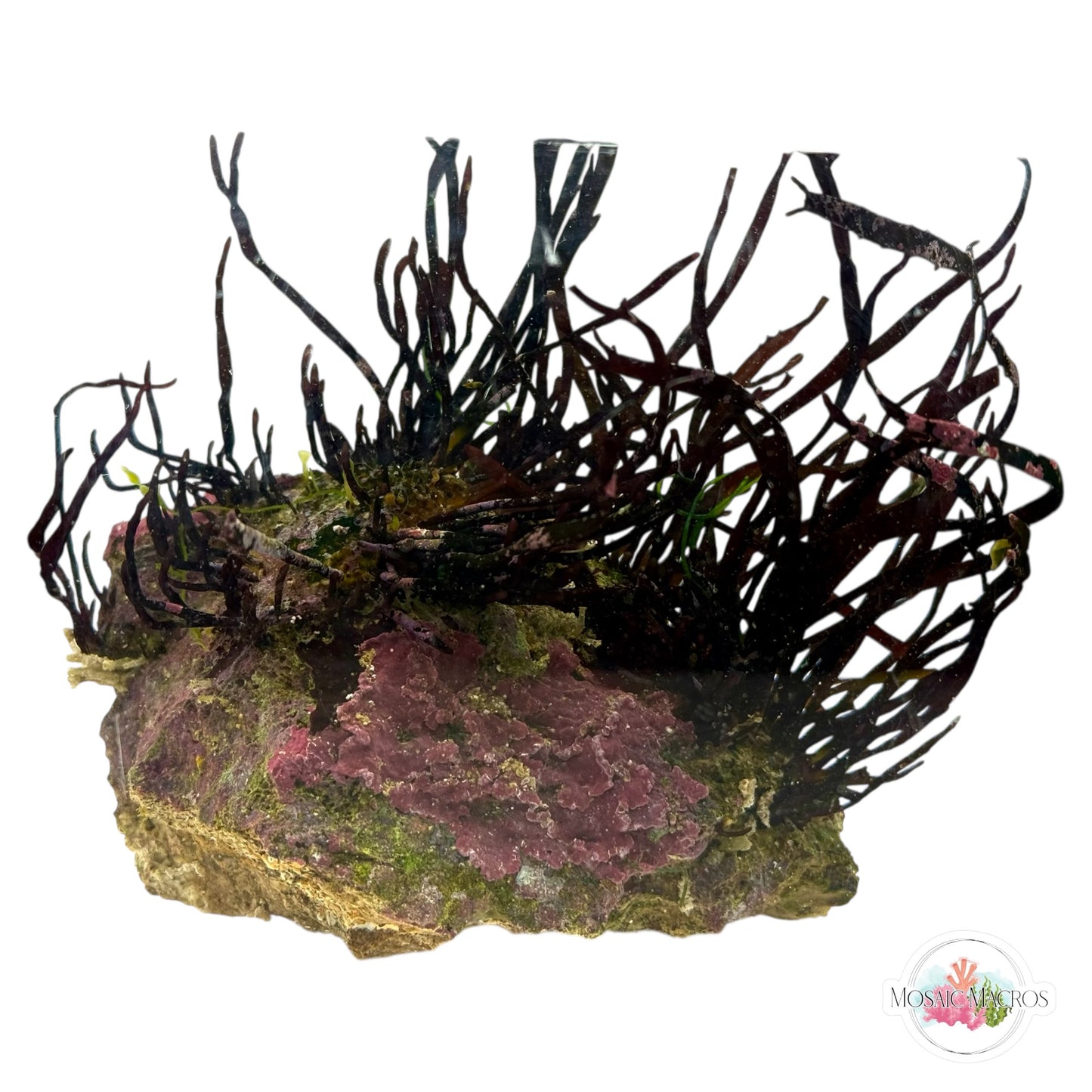 WYSWYG Rusty Ribbon (Naturally Attached to Rock)