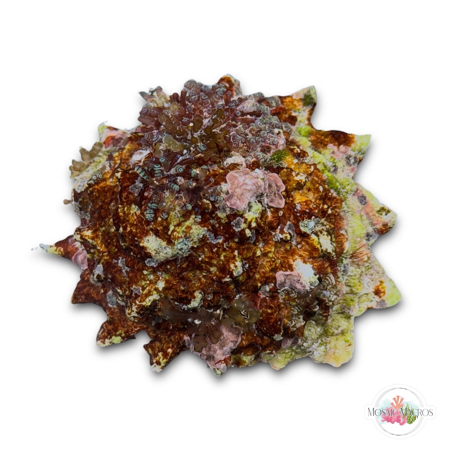 WYSWYG Macro-Covered Jumbo Ninja Star Astrae | Lithopoma phoebium