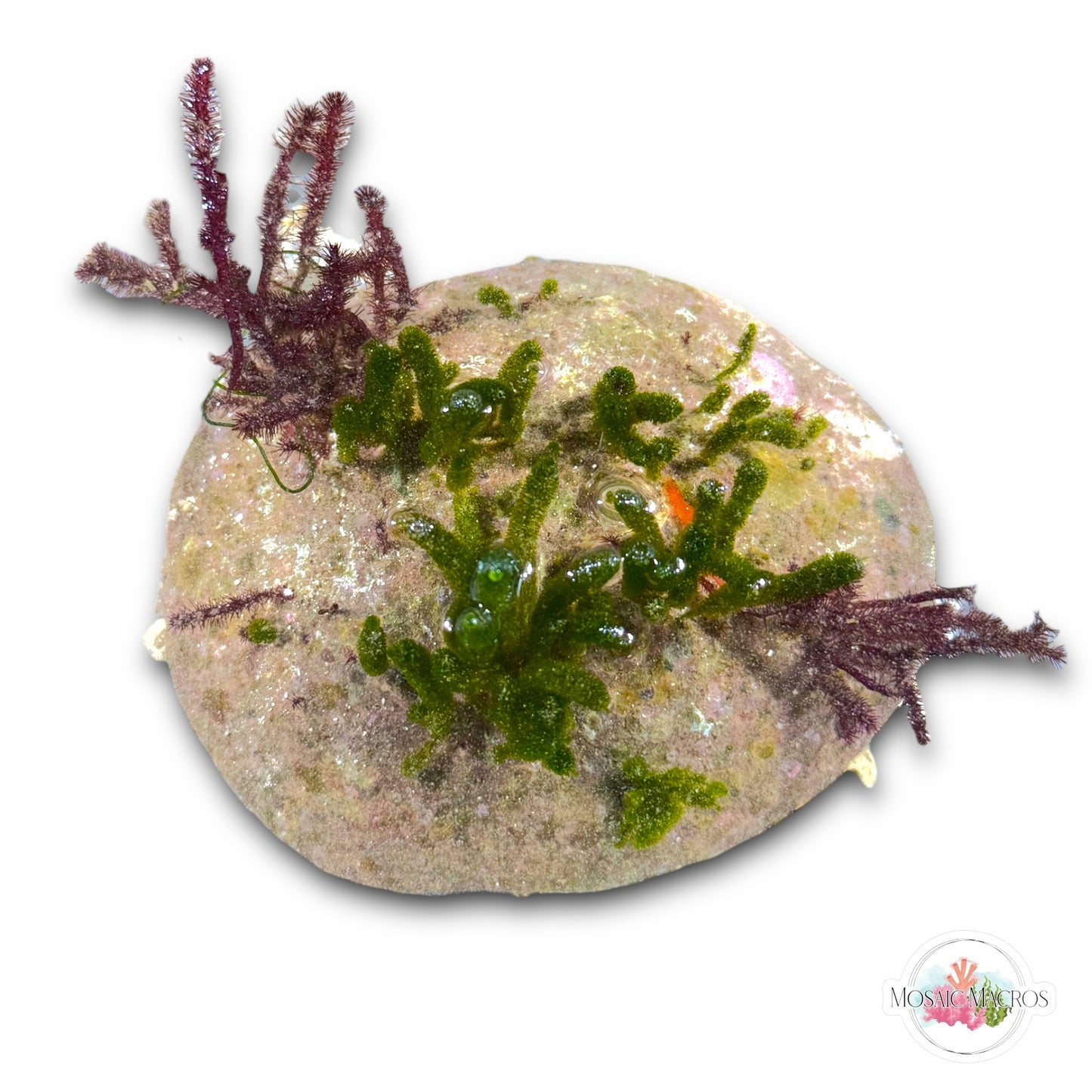 WYSWYG Batophora & Fuzzy Antler on Sea Biscuit Skeleton