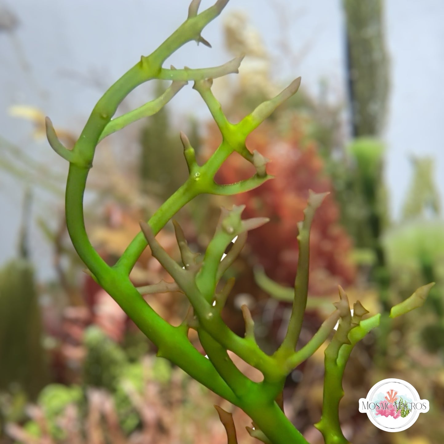 Green Spiny Seaweed Macroalgae | Eucheuma sp.