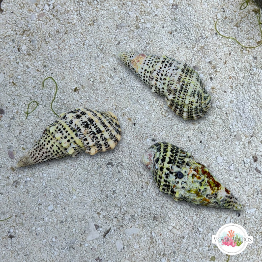 Cerith Snail | Cerithium sp.