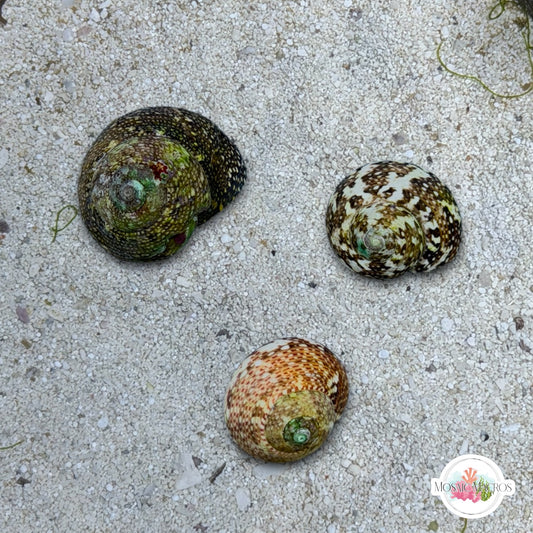 Smooth Atlantic Tegula Snail | Tegula fasciata