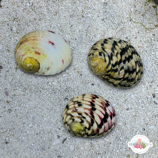 Nerite Snail | Nerite sp.