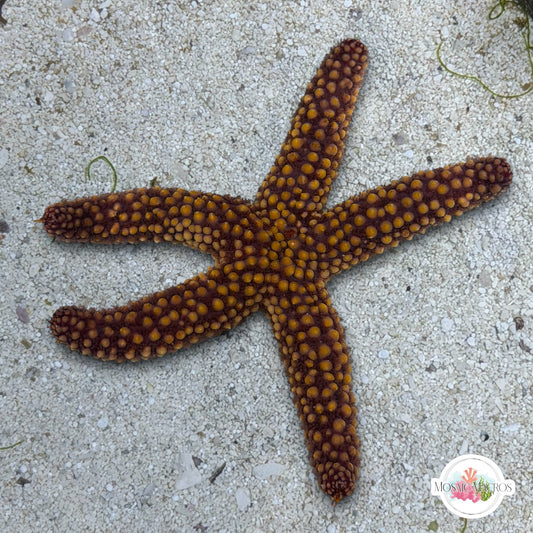 Conical-Spined Starfish | Echinaster sentus