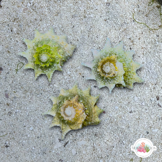 Ninja Star Snail | Lithopoma phobiu