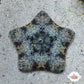 Biscuit Starfish | Tosia sp.