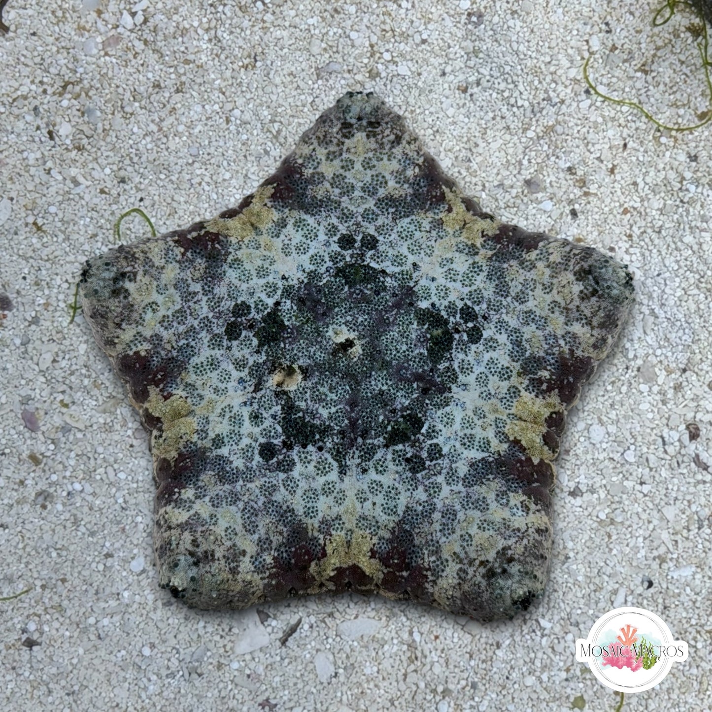 Biscuit Starfish | Tosia sp.