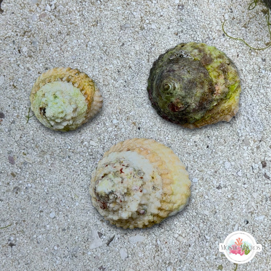 Astraea Turbo Snail | Lithopoma tectum
