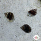 Mini Nassarius Snail | Nassarius vibex