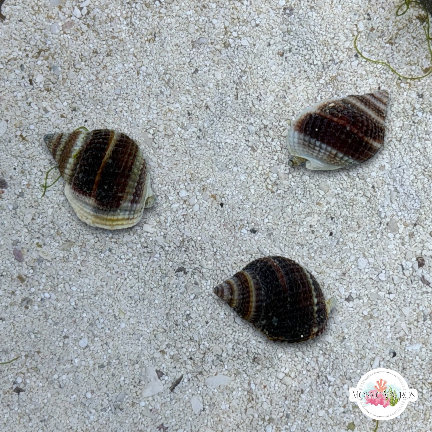 Mini Nassarius Snail | Nassarius vibex