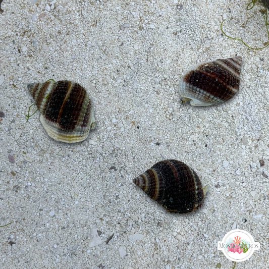 Mini Nassarius Snail | Nassarius vibex
