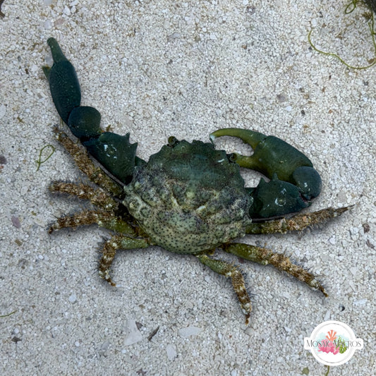 Emerald Mithrax Crab | Mithraculus sculptus