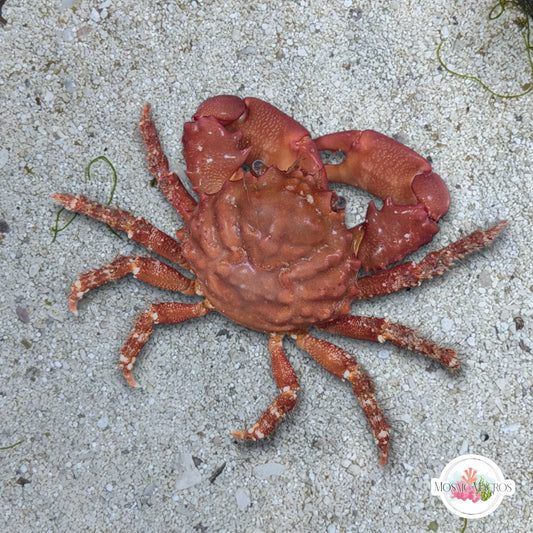Ruby Mithrax Crab | Mithraculus sculptus