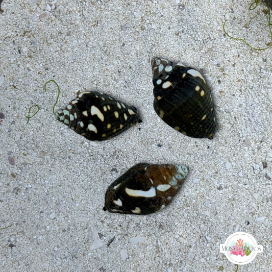 Lightning Dove Snail | Pictocolumbella ocellata