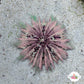 Pincushion Urchin | Lytechinus variegatus