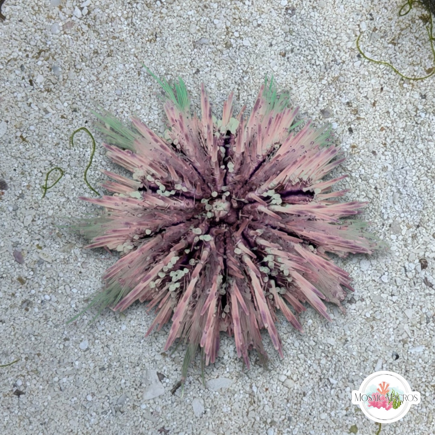 Pincushion Urchin | Lytechinus variegatus