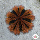 Blue Tuxedo Urchin | Mespilia globulus