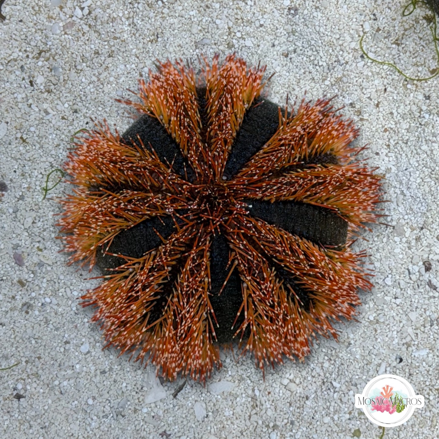 Blue Tuxedo Urchin | Mespilia globulus