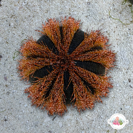Blue Tuxedo Urchin | Mespilia globulus