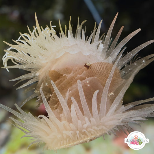Angel Wing File Clam | Limaria sp.