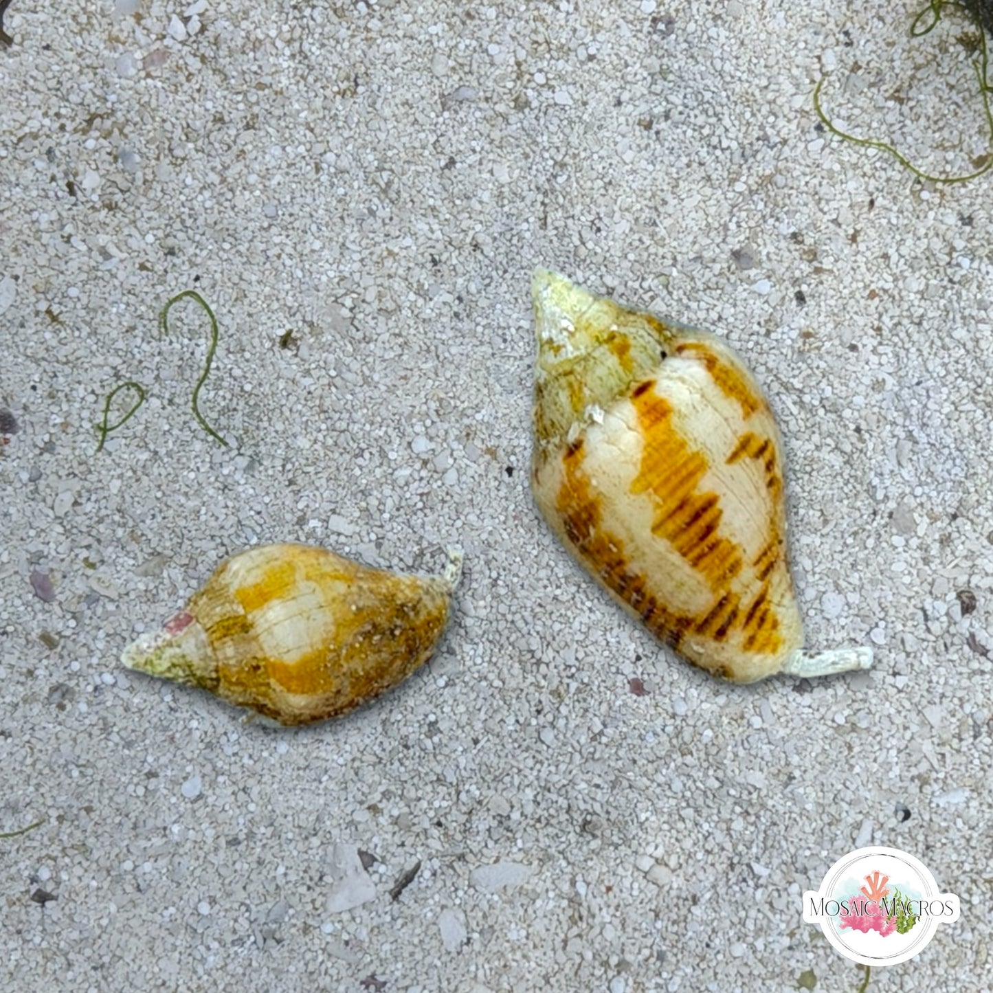 Dove Snail | Columbellid euplica