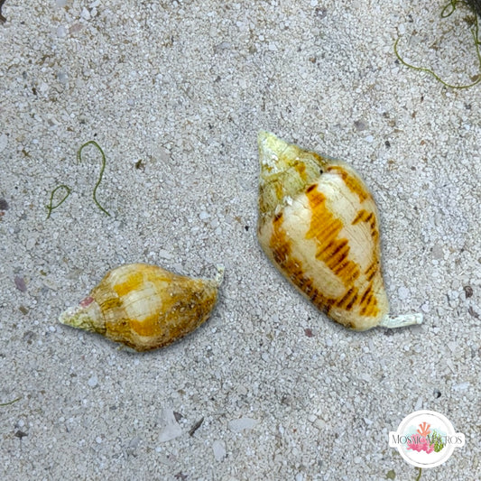 Dove Snail | Columbellid euplica