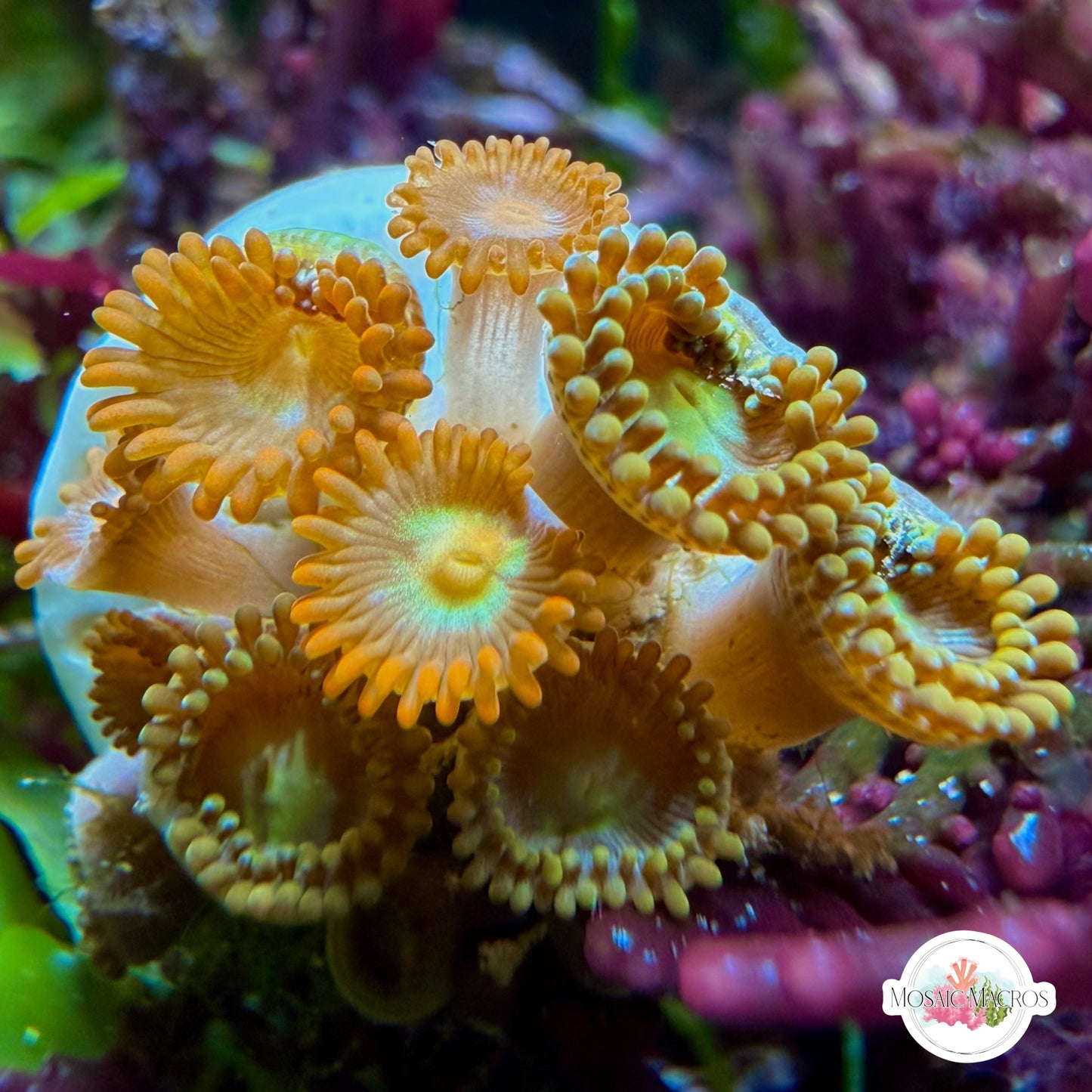 WYSWYG | Colored Zoanthids | Zoanthidea sp.