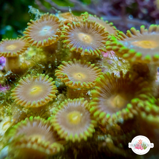 WYSWYG | Colored Zoanthids | Zoanthidea sp.