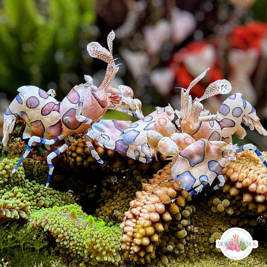 Harlequin Shrimp (Mated Pair) | Hymenocera picta