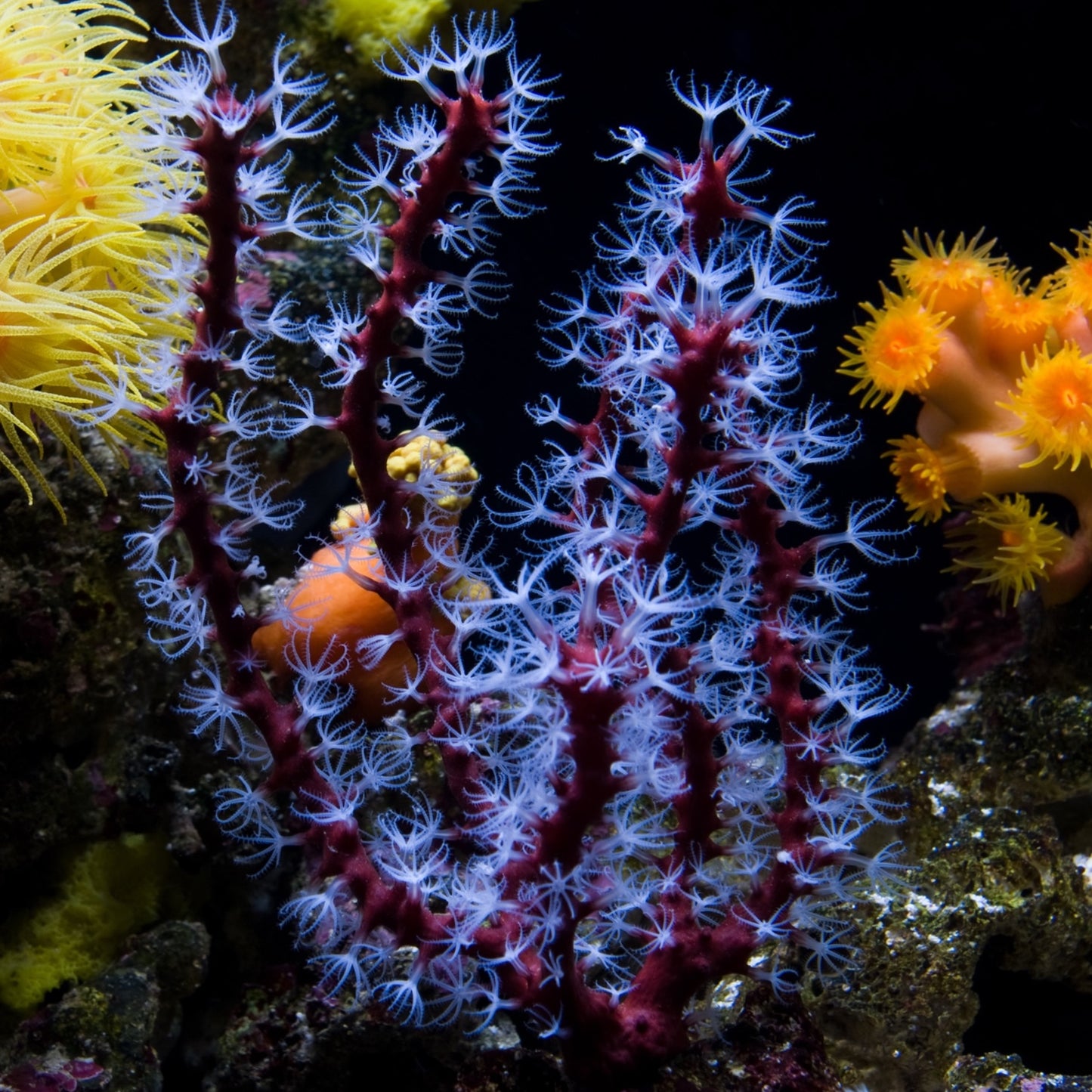 White Polyp Finger Gorgonian | Diodogorgia nodulifera