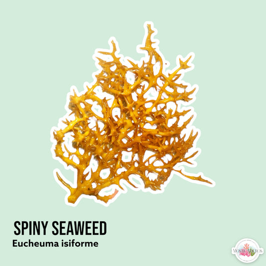 Spiny Seaweed Macroalgae | Eucheuma isiforme