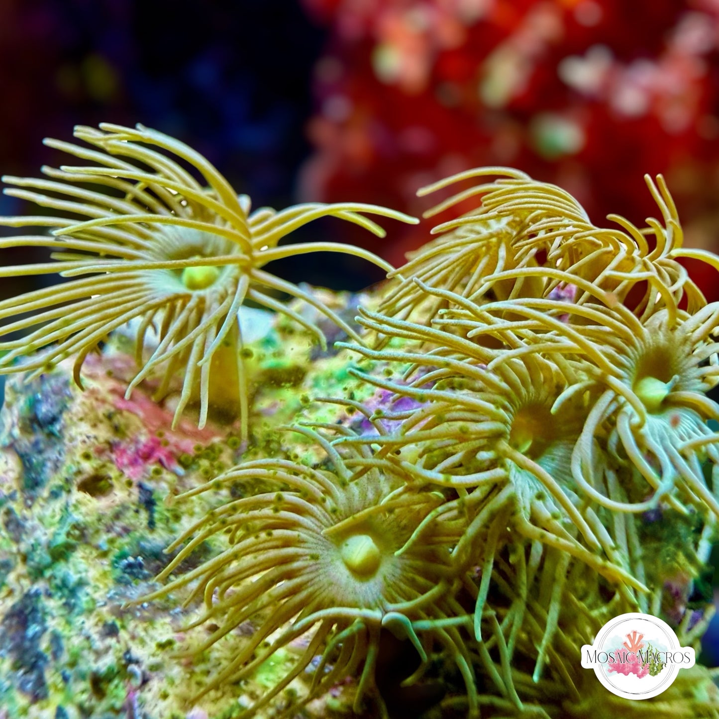 Yellow Polyps | Parazoanthus gracilis