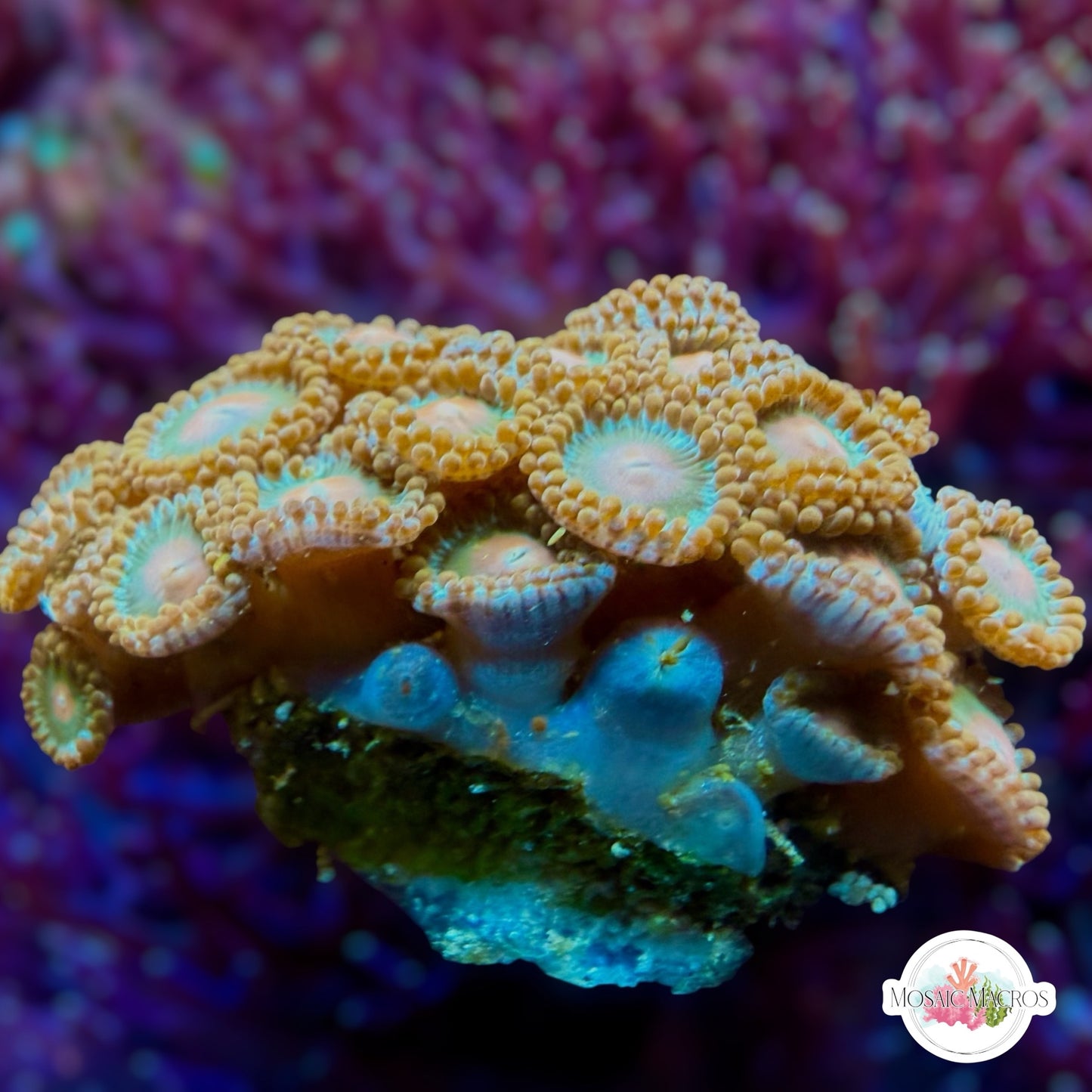 WYSWYG | Colored Zoanthids | Zoanthidea sp.