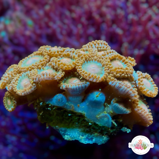 WYSWYG | Colored Zoanthids | Zoanthidea sp.