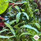 Mini Serrated Caulerpa Macroalgae | Caulerpa subserrulata