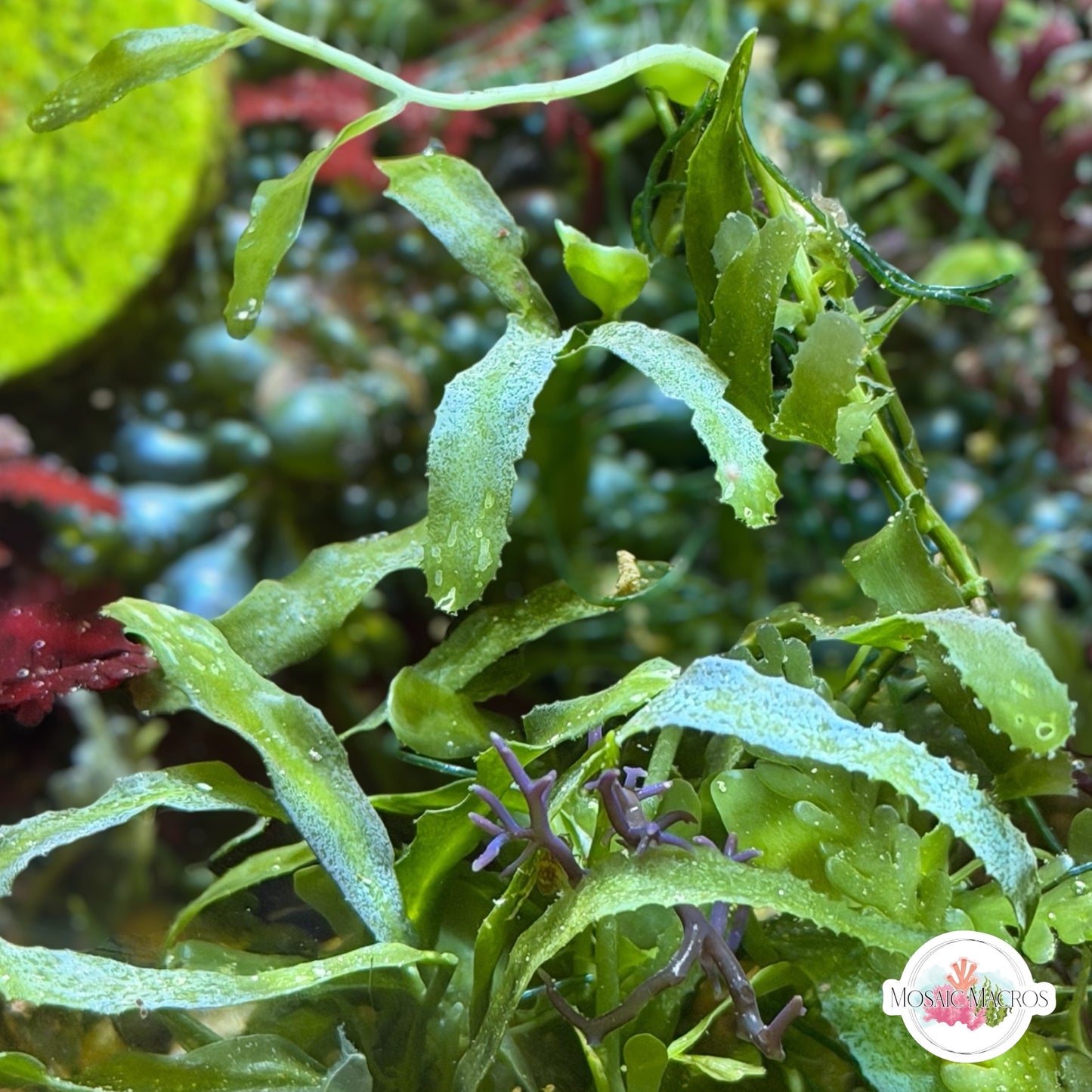 Mini Serrated Caulerpa Macroalgae | Caulerpa subserrulata