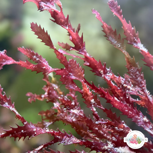 Corkscrew Saw Macroalgae | Neurymenia sp.