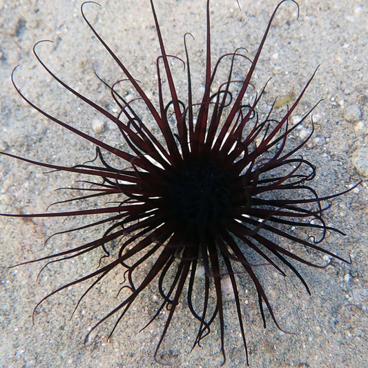 Midnight Tube Anemone | Cerianthus sp.