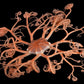 Basket Star |  Gorgonocephalus sp.