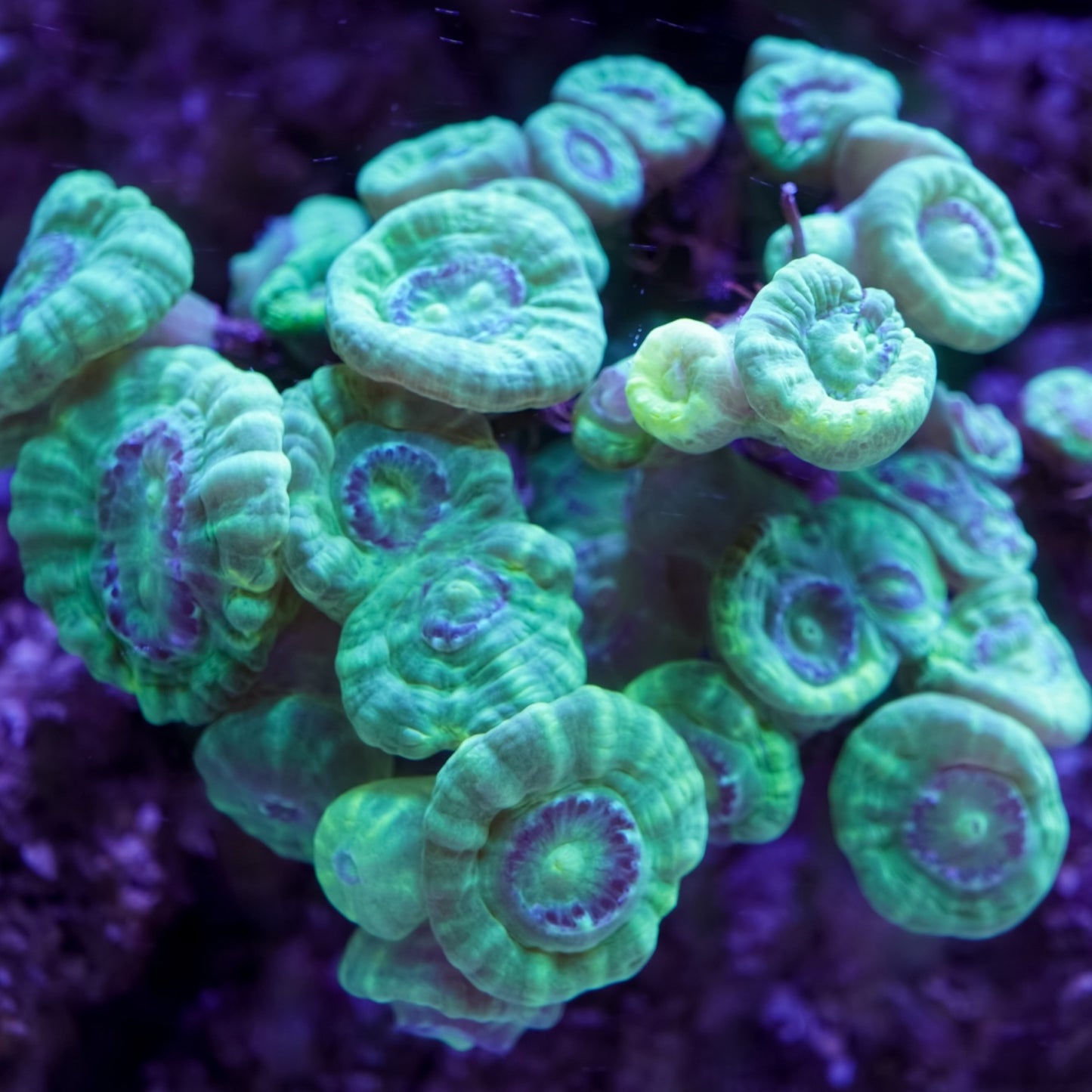 Candy Cane Polyp | Caulastrea sp.