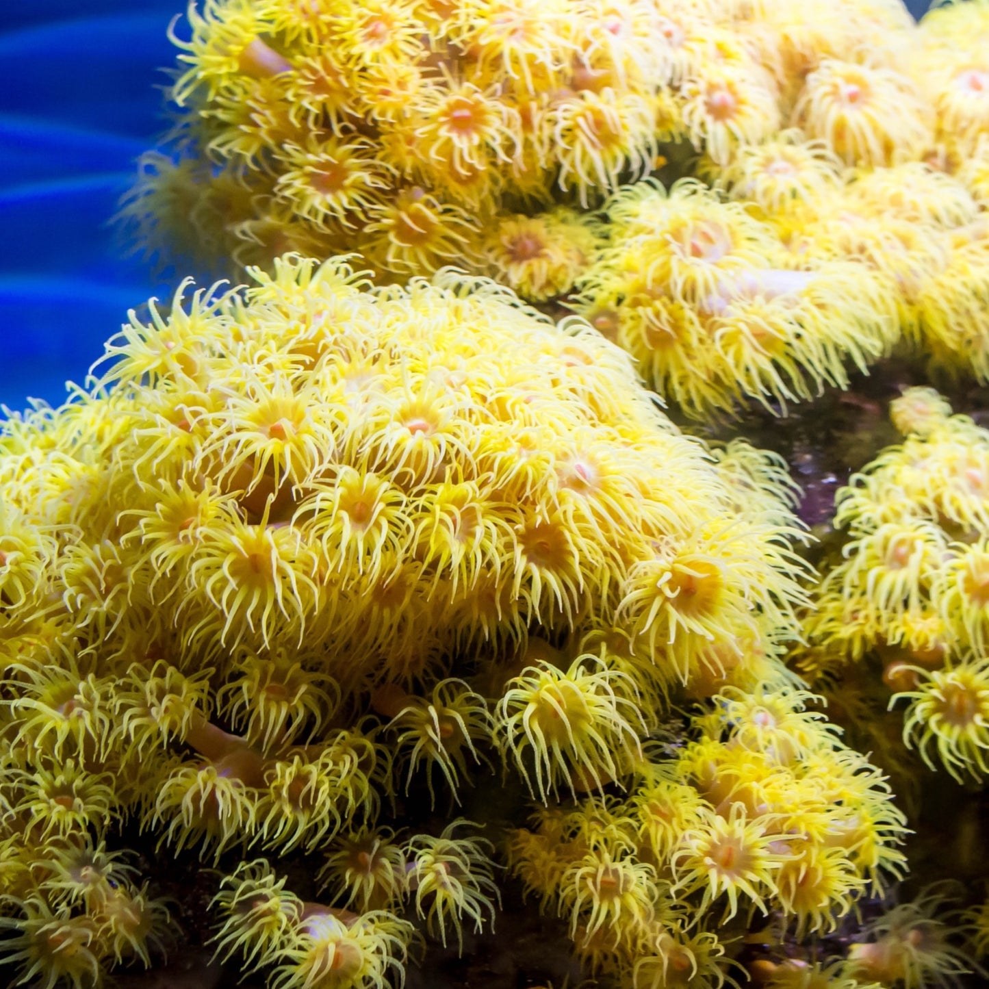 Sun-Cup Coral | Tubastraea sp.