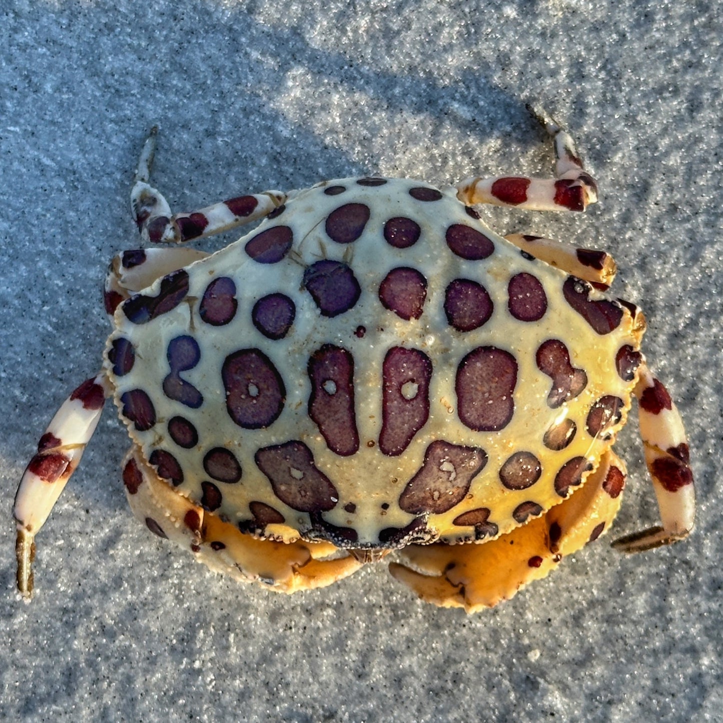 Calico Box Crab |  Hepatus epheliticus