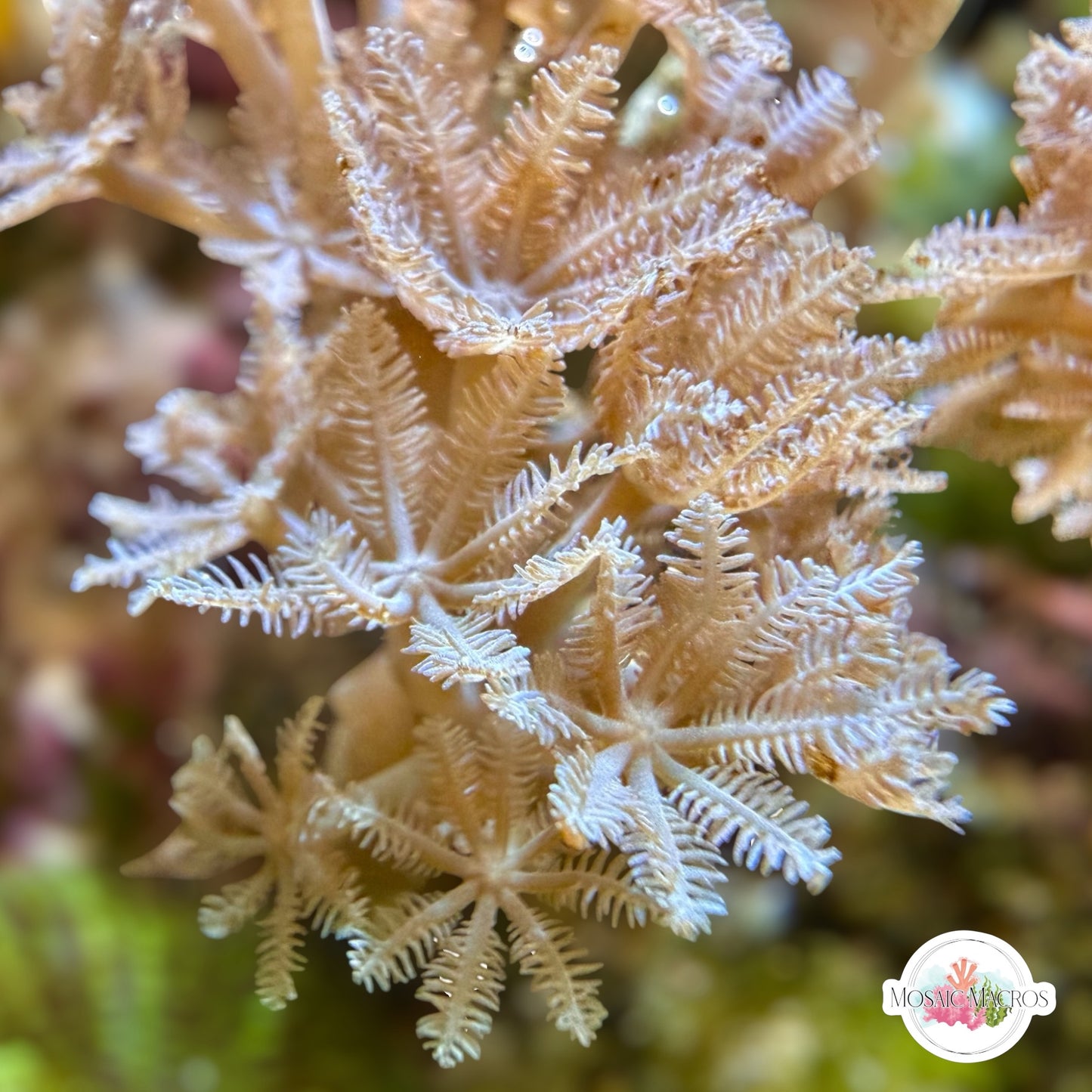 Pulsing Xenia | Xenia sp.